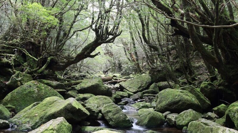 もののけ姫 屋久島