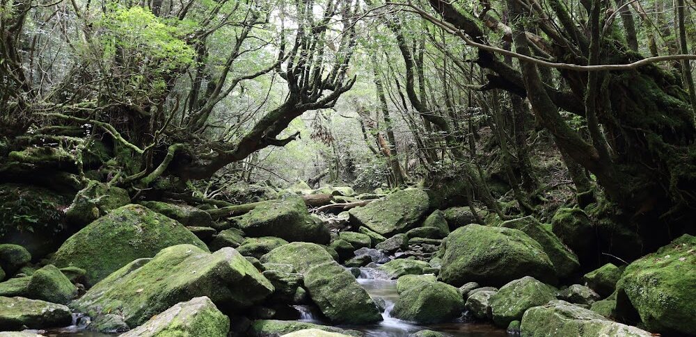 もののけ姫 屋久島