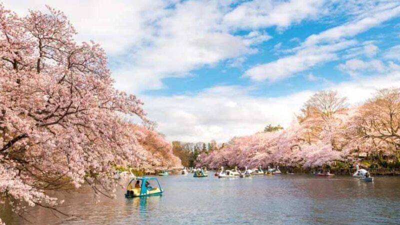 【ウマ娘 プリティーダービー】都立井の頭恩賜公園(東京都)