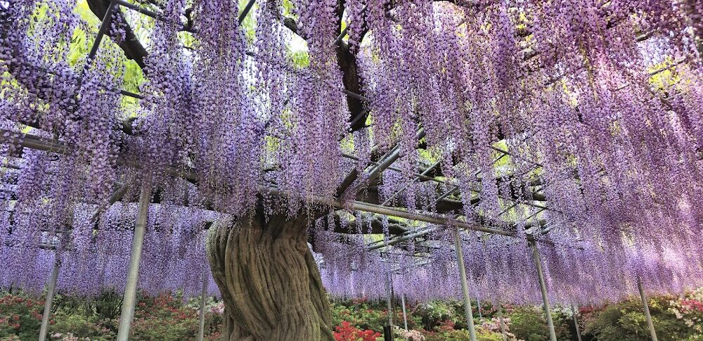 【鬼滅の刃】あしかがフラワーパーク(栃木県)