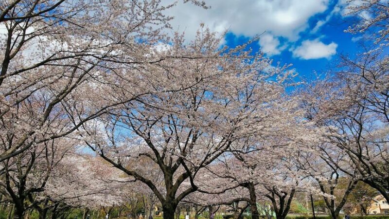 【女子高生の無駄づかい】 東京都東村山市